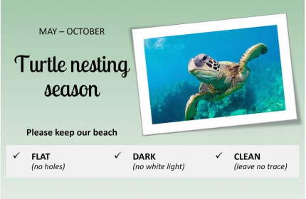 It’s SeaTurtle Nesting Season!